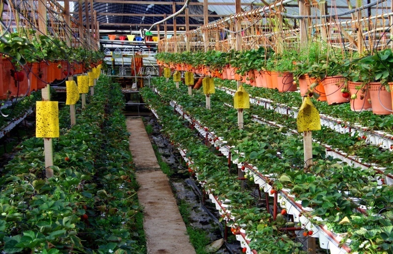 Голландская технология выращивания клубники для сбора урожая круглый год