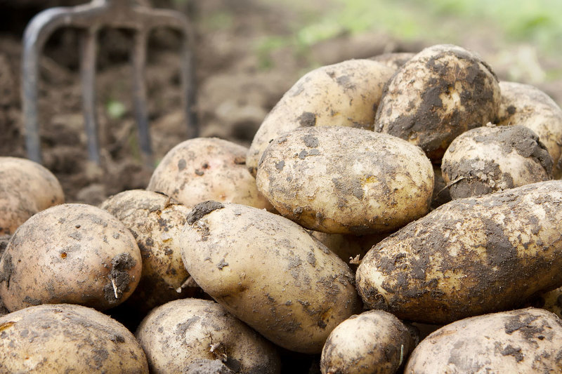 Выращивание крупного картофеля на черноземном грунте