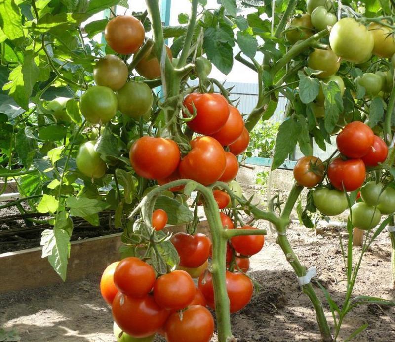 Ультраранние томаты сорта Катя F1