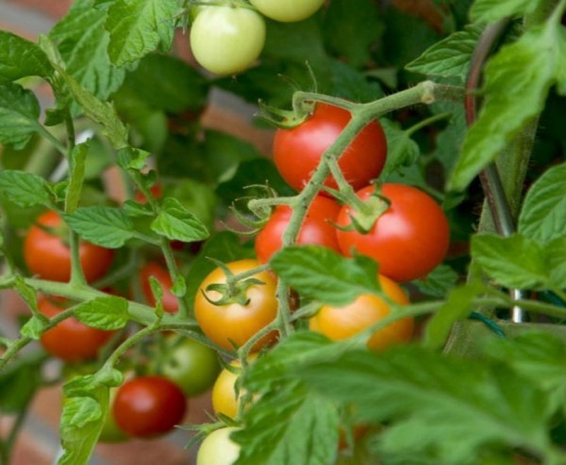 Штамбовый сорт помидор Бетта - ультраранний, урожайный и неприхотливый