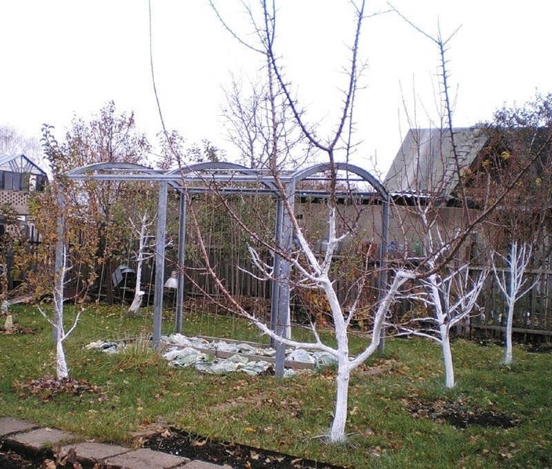 Весенний уход за яблоней включает обрезку и обработку от паразитов