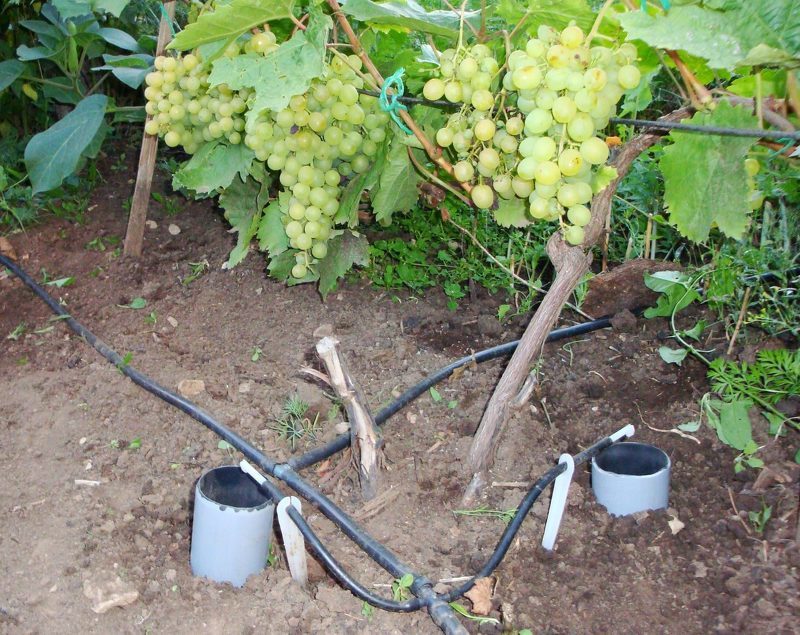 Дренажные трубы для полива и подкормки винограда