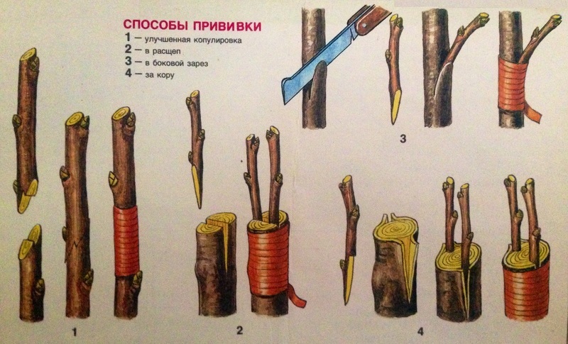 Способы прививки плодовых и ягодных культур