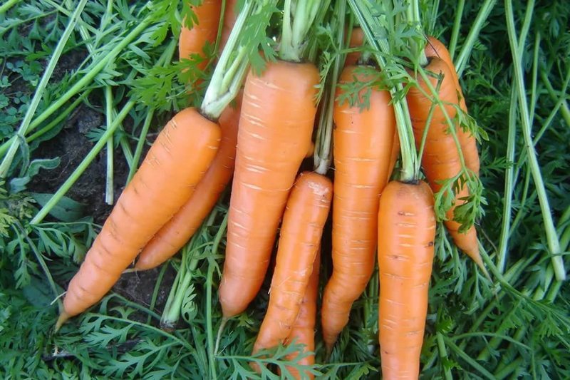 Урожай моркови при правильном выращивании