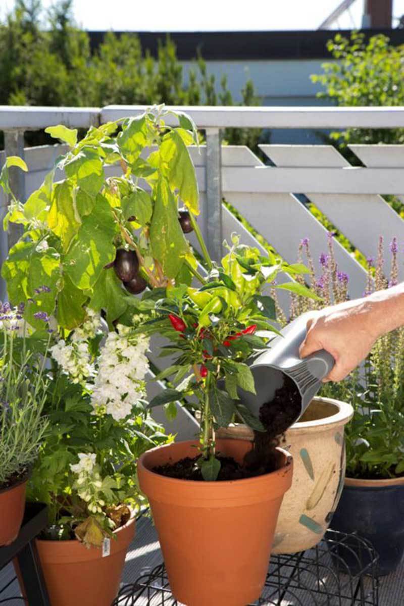 Съедобные растения для квартир, балконов от GARDENA