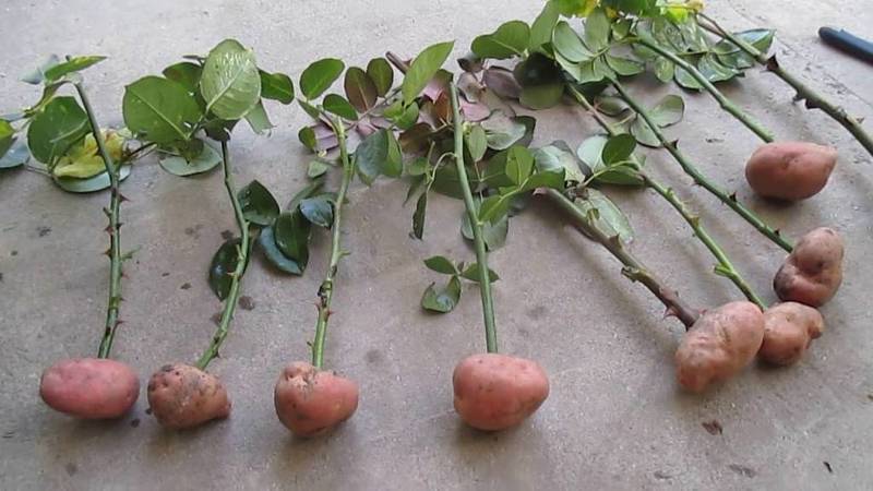 Проращивание черенков розы в картошке