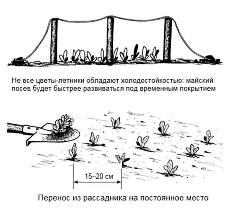 Весенний посев семян на постоянное место