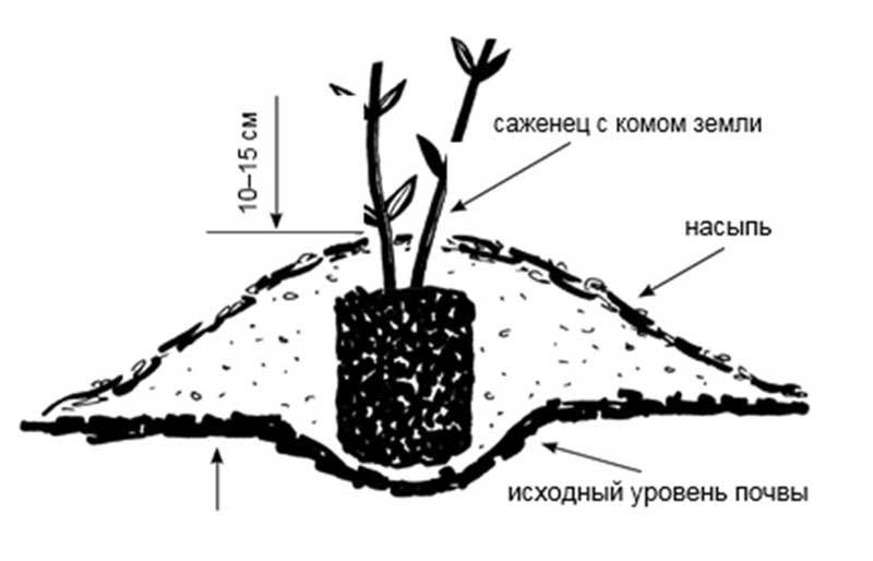 Правильная посадка саженца клематиса