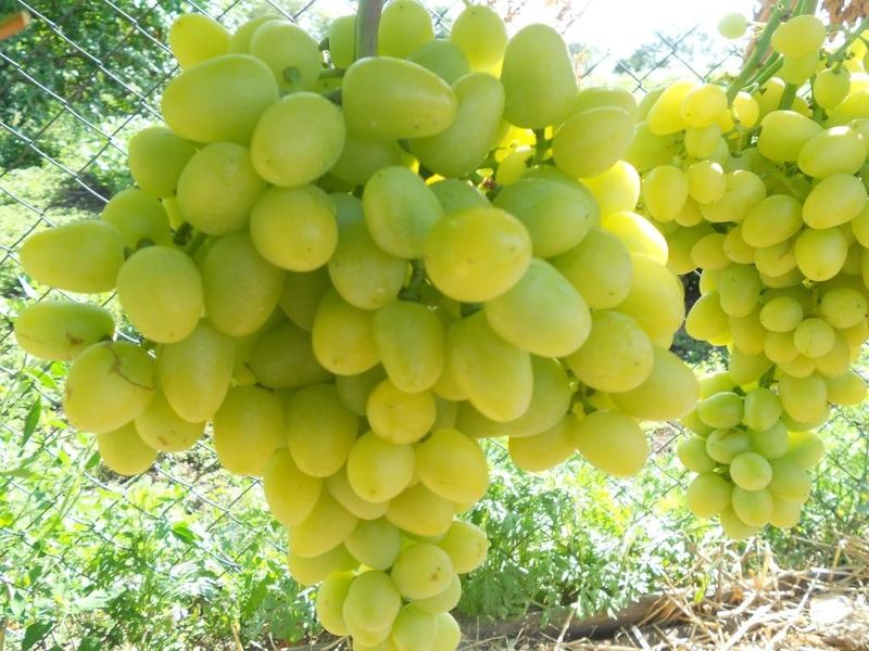 Столовый ранний виноград сорта Аркадия