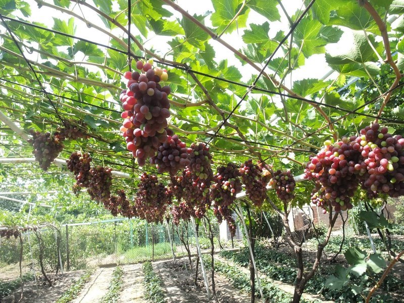 Укоренение черенков винограда: подготовка, методы