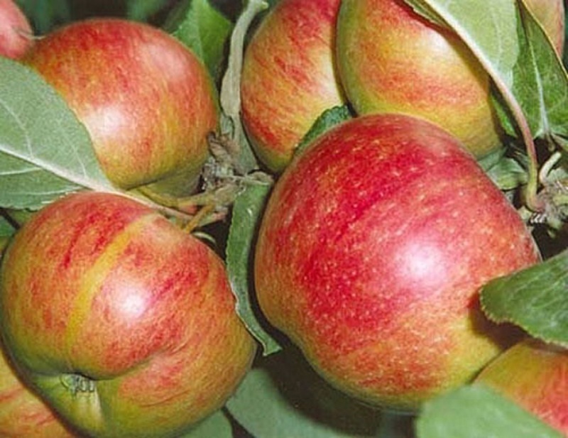 Осенние сорта яблони для Подмосковья, Коричное новое