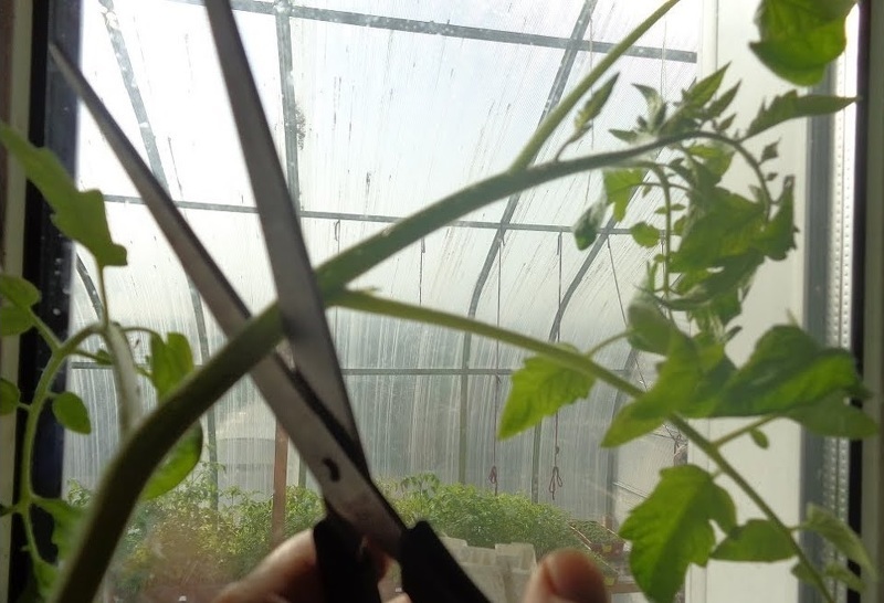 Переросшую рассаду томатов можно разрезать на две части