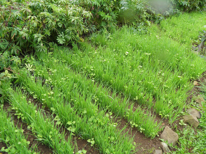 Выращивание сидератов помогает удобрить почву и снабдить всеми необходимыми элементами