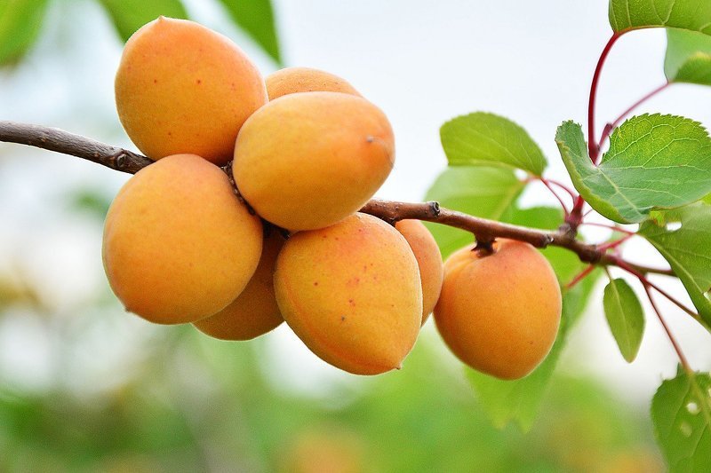 Родиной абрикоса считается солнечная Армения