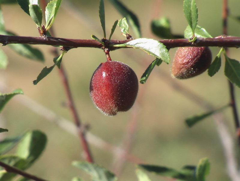 Абрикос восточно-сибирский декоративный - спелые плоды