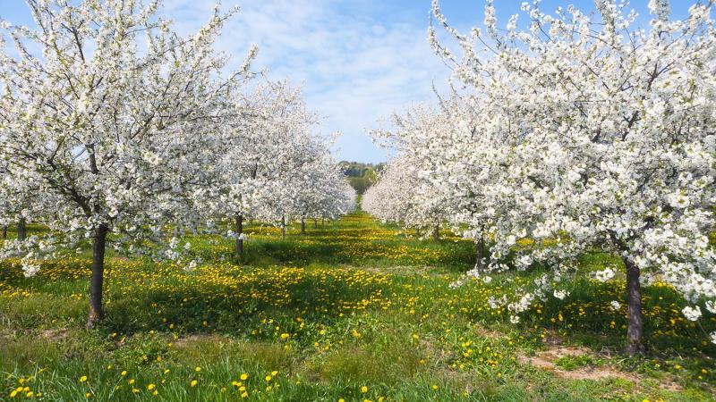 Абрикосовый сад: особенности выращивания