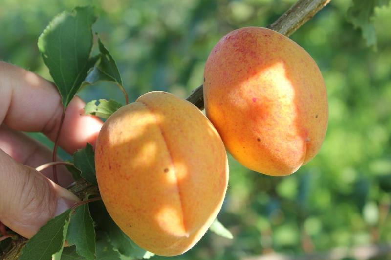 Сорта абрикоса для средней полосы России: фото и характеристика