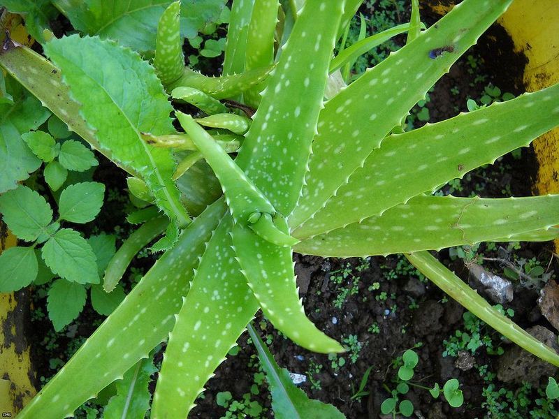 Aloe Vera - выращивание Алоэ Вера в домашних условиях