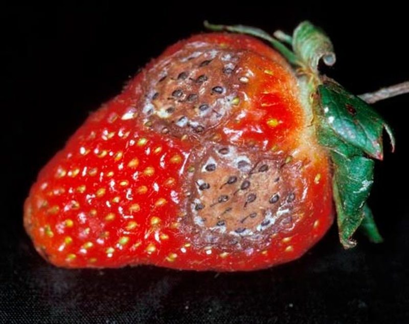 Признаки Антракноза на ягодах клубники