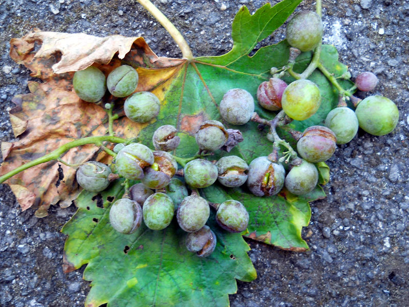 Запустив заражение антракнозом можно потерять весь урожай винограда
