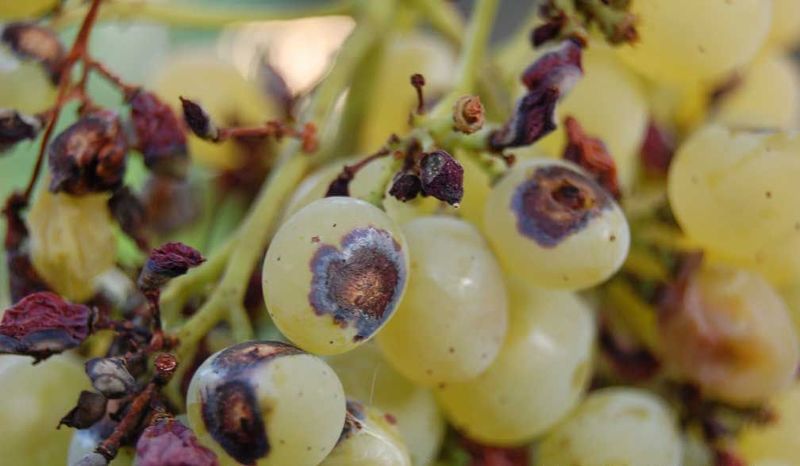 Антракноз винограда - лечение и методы защиты от заболевания