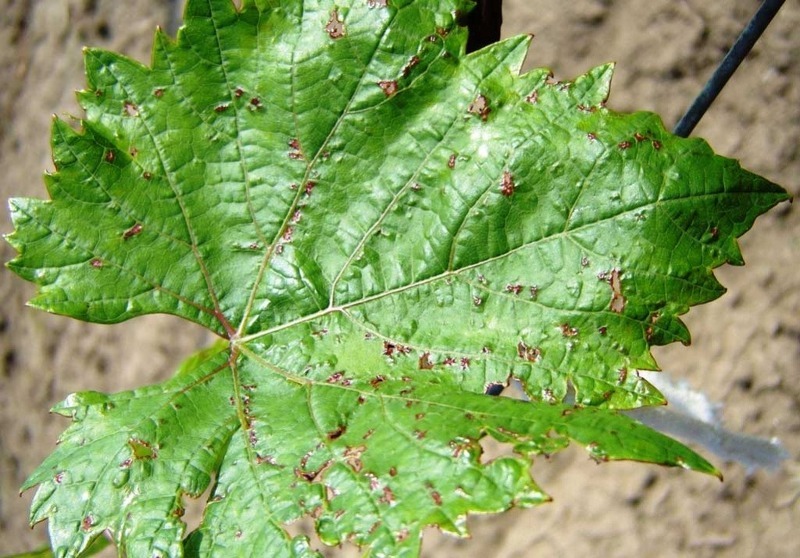 Признаки антракноза на листьях винограда