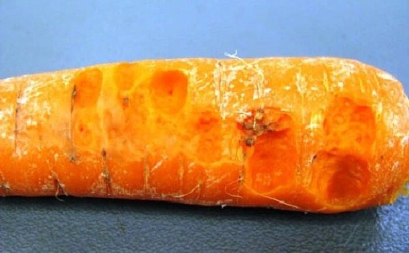 Бактериоз моркови - заболевание, которое возникает из-за неправильного ухода