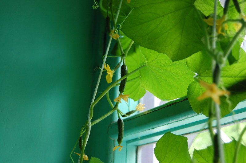 Лучшие сорта огурцов для выращивания в домашних условиях - Балконный F1