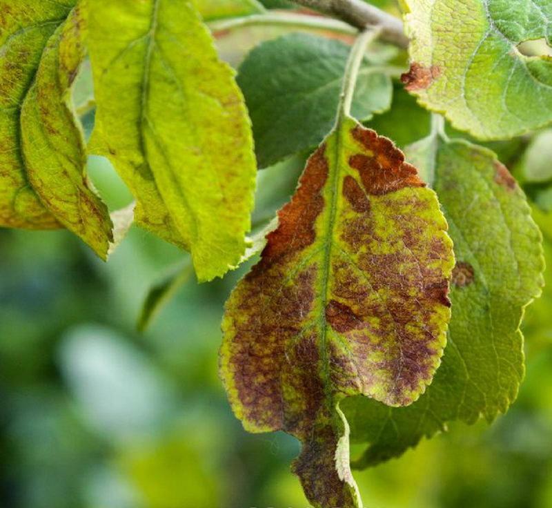 Болезнь листьев голубики при недостатке фосфора