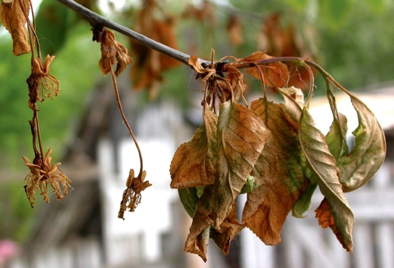 Болезнь вишни монилиоз - увядание цветков и листьев