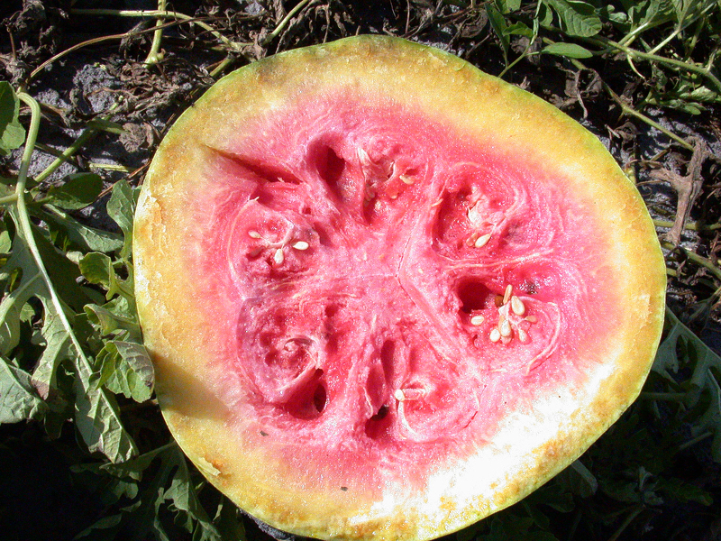 Болезни арбузов приводят к потере урожая и порче плодов