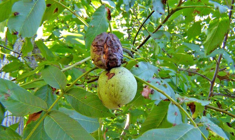 Болезни грецкого ореха могут привести к полной потере урожая