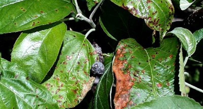 Болезни листьев сливы - полистигмоз или красная пятнистость