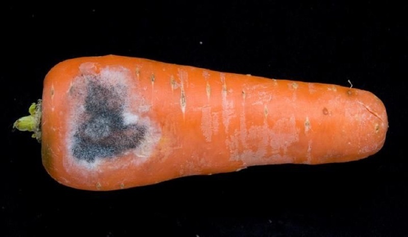 Болезни моркови и борьба с ними, фото сухой гнили