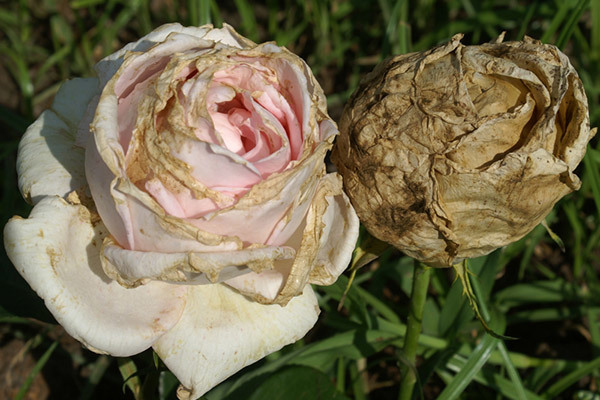 Распространенные болезни плетистых роз и их лечение