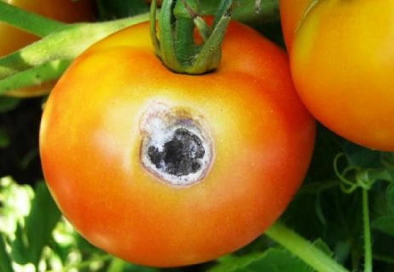 Болезни помидоров фото и их лечение