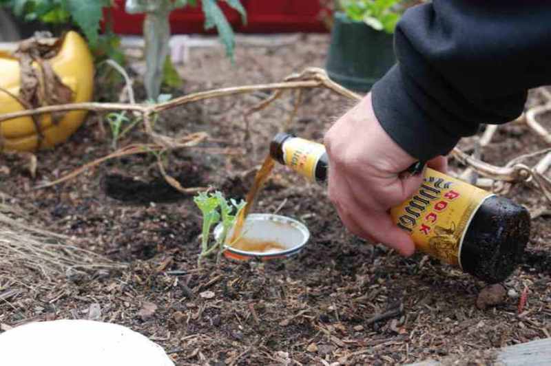 Как бороться со слизняками в огороде с помощью пивных ловушек