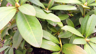 Проблема с листьями рододендрона при пониженной кислотности почвы