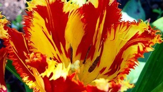 Тюльпаны впечатляют своим разнообразием цветов и форм