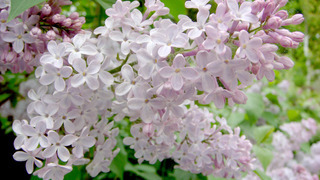 Сирень (лат. Syringa)