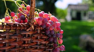 Сорта винограда - классификация и назначение