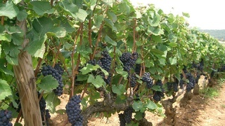 Виноградные сорта промышленного технического предназначения виноградный куст фото