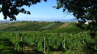 Классификация винограда  виноградная плантация