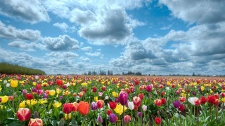 Здоровые тюльпаны всегда прекрасны, берегите их от болезней