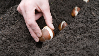 Высадка луковиц тюльпанов в почву