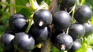 Смородина (лат. Ribes)