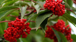 Бузина (лат. Sambucus)