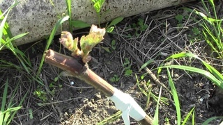Обрезка винограда весной: основные правила, тонкости и способы формировки