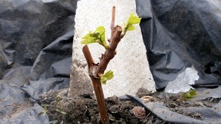 Виноград обрезка весной и правила формирования куста