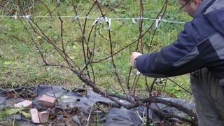 Как правильно обрезать виноград весной, чтобы получить веерную формировку?